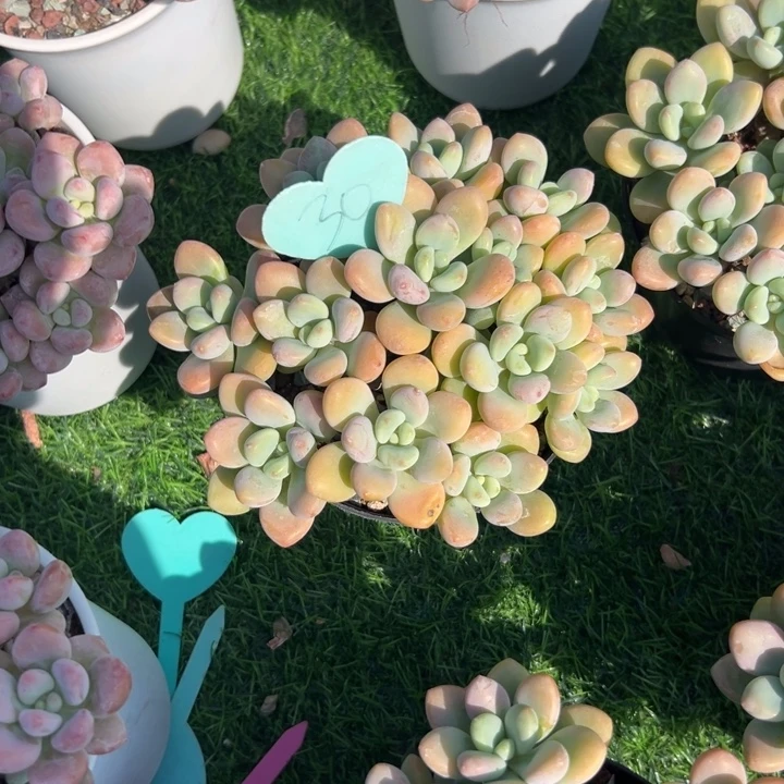 四***～多肉植物一物一拍