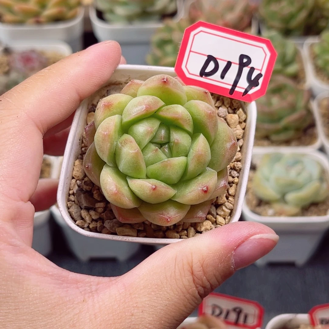 D194 一物一拍 18包邮