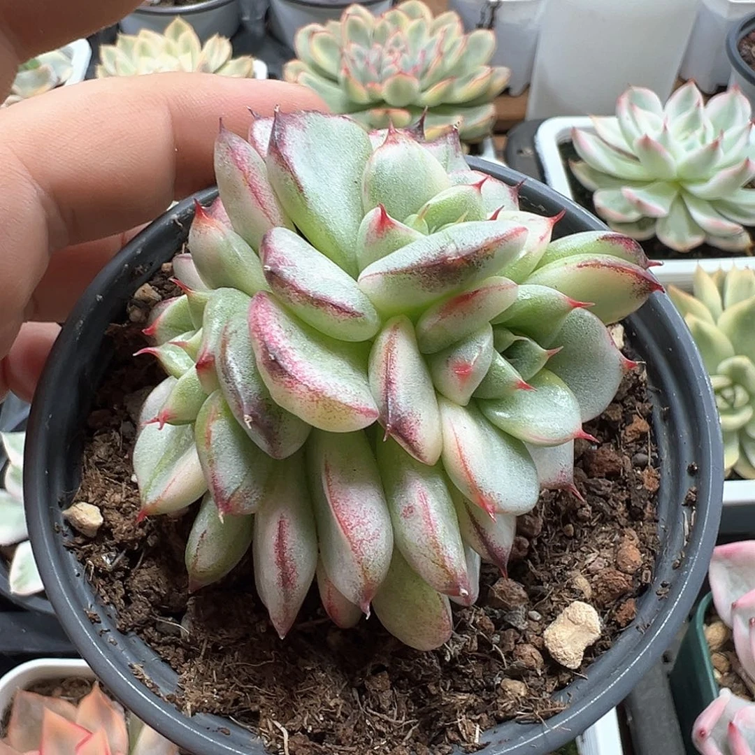 佛洛瑞安娜锦四头 小方花圃一物一拍