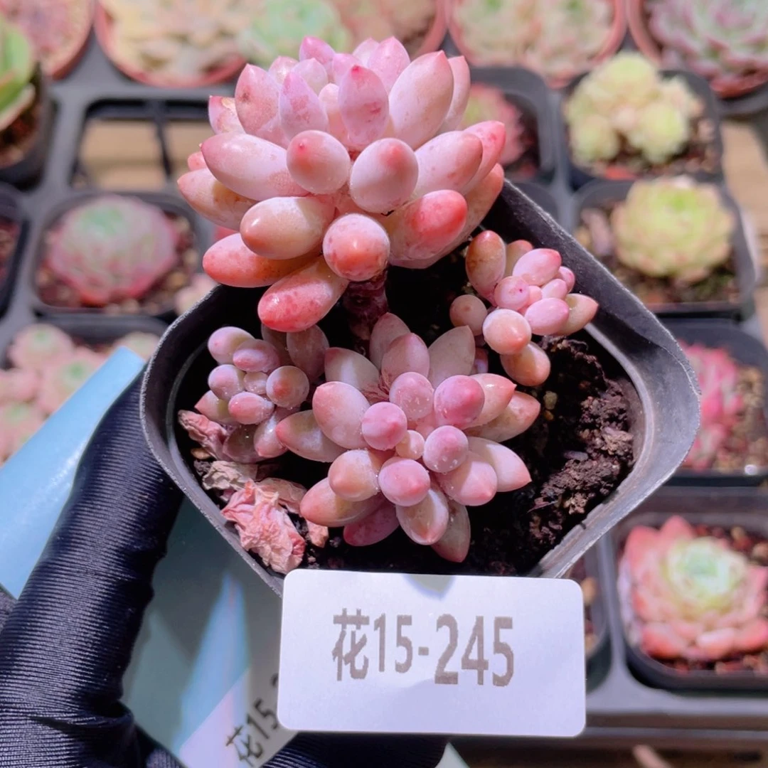 花利美15-245婴儿手指
