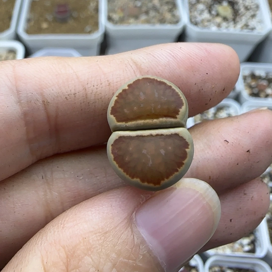204 鹅肝菊饼清框福利30包邮