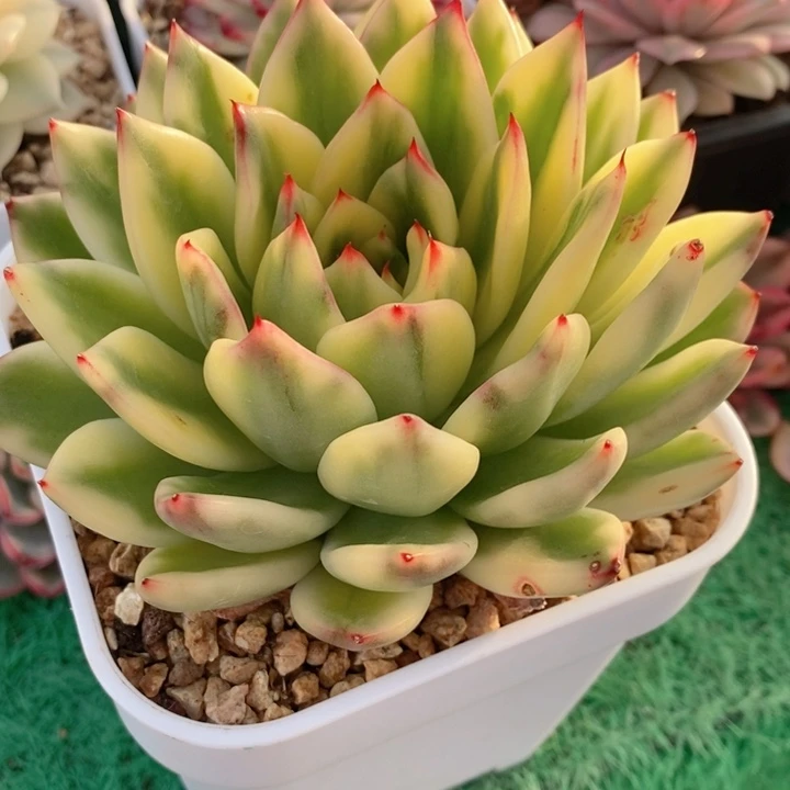 阿斯娜锦多肉锦景天