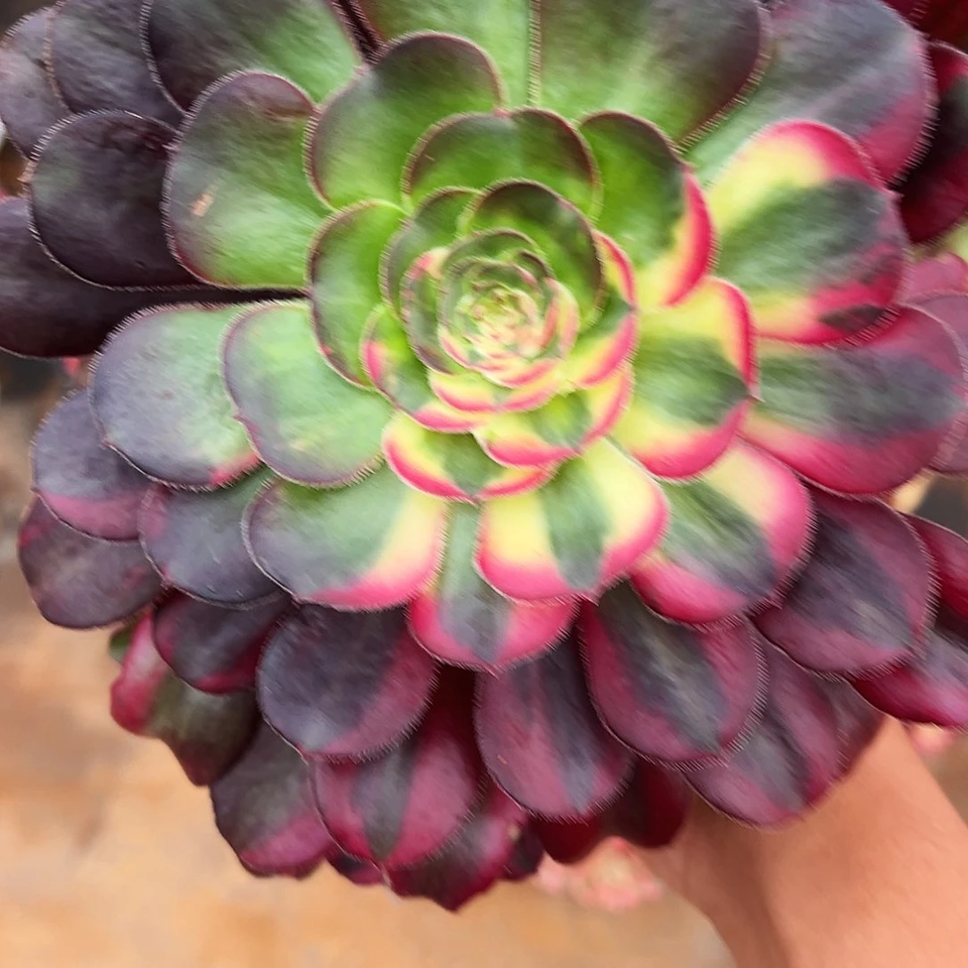 全部花朵我****！精品多肉植物砍头