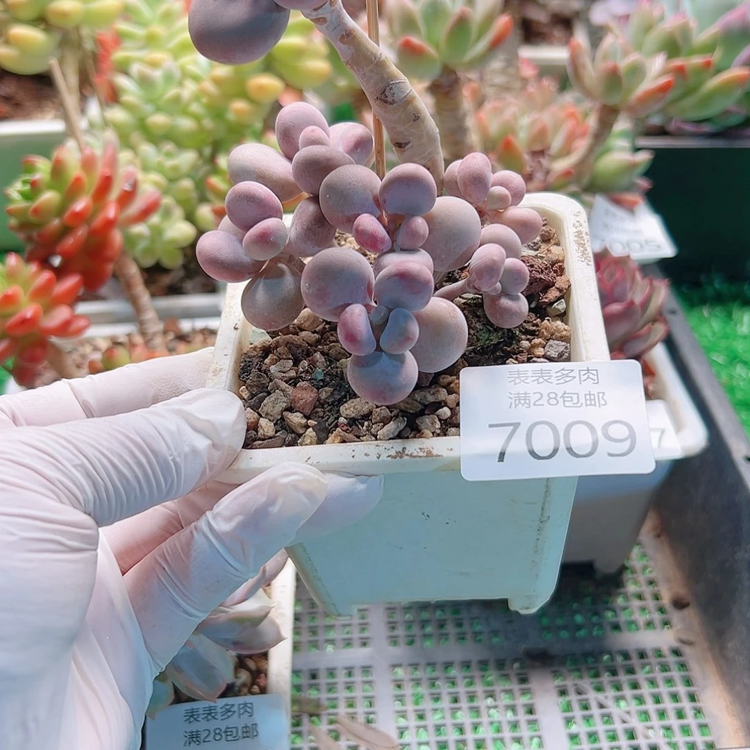 无花朵多肉一物一拍7009