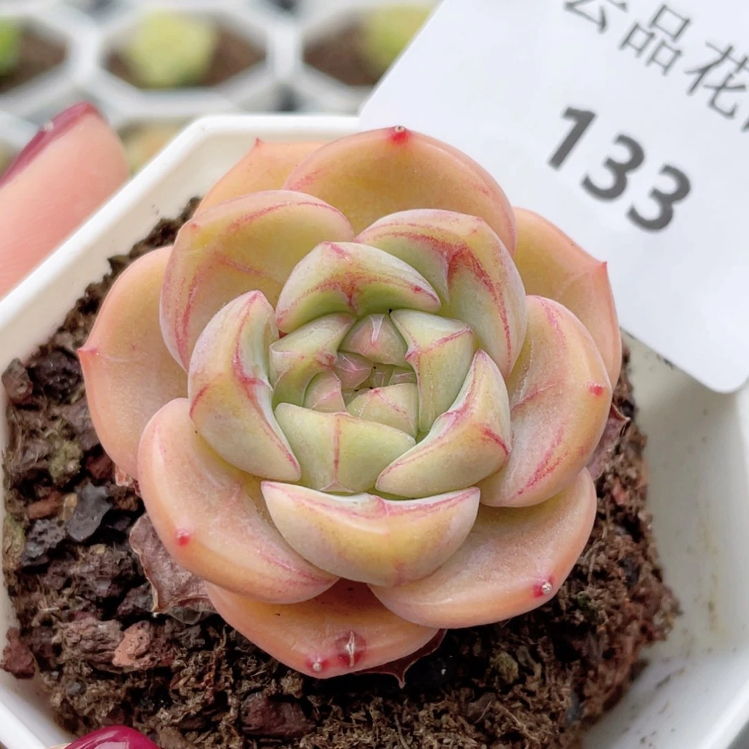 133号糖心冰心珍妮