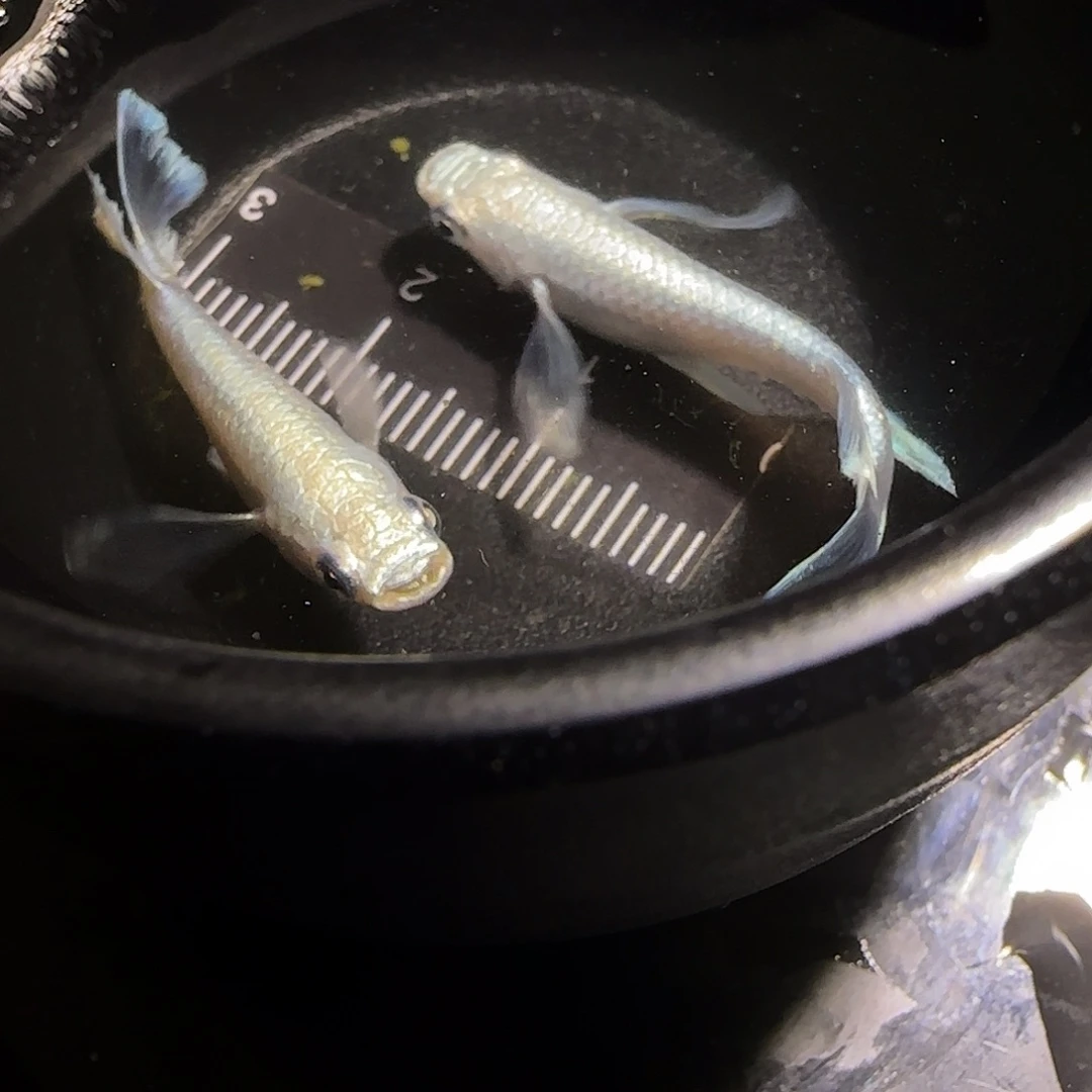 青鳉鱼观背青鱂一物一拍131