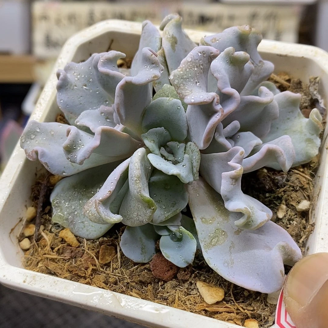 0459 芭蕾舞者群