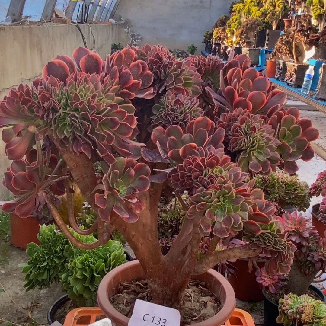 欧嘉莉c133所见即所得美