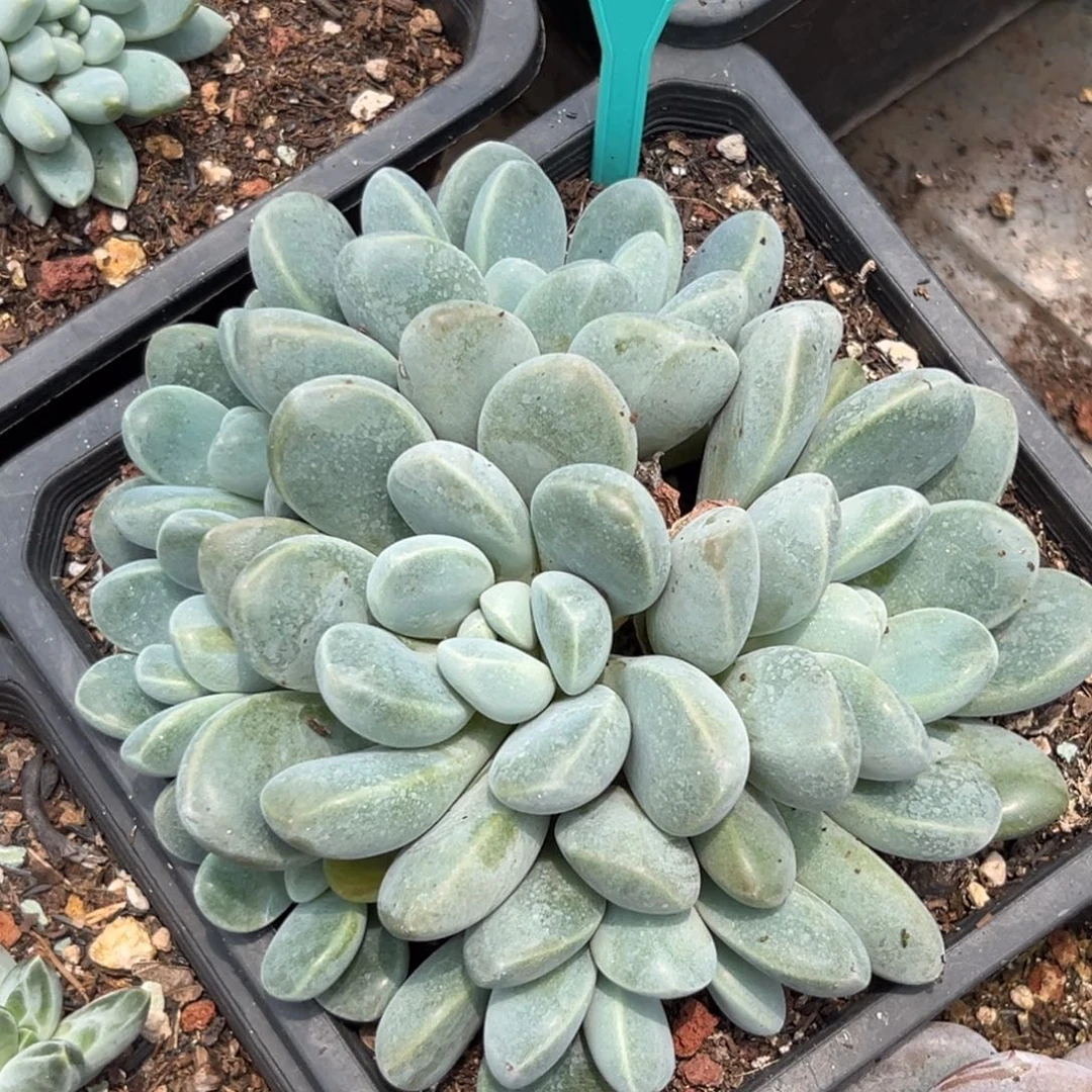 香玉多肉植物345.