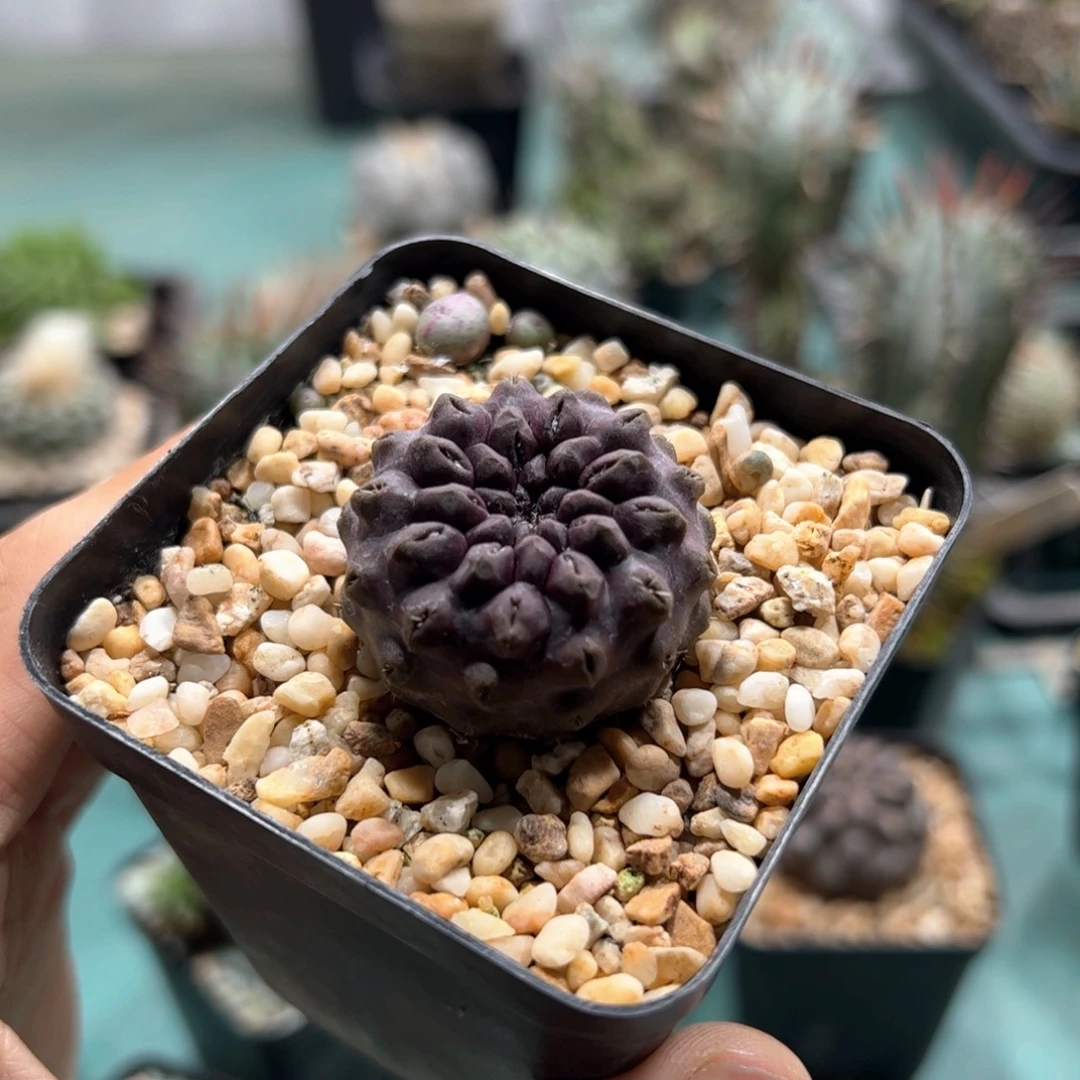 实生雷头 脱土发货多肉