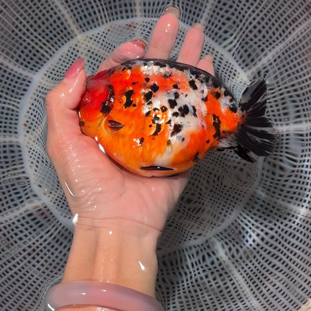 海水鱼高货兰寿兰寿