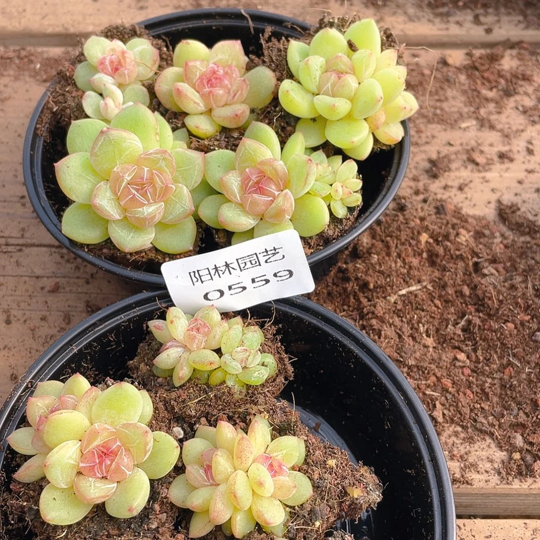 汐***s多肉植物多肉植物559