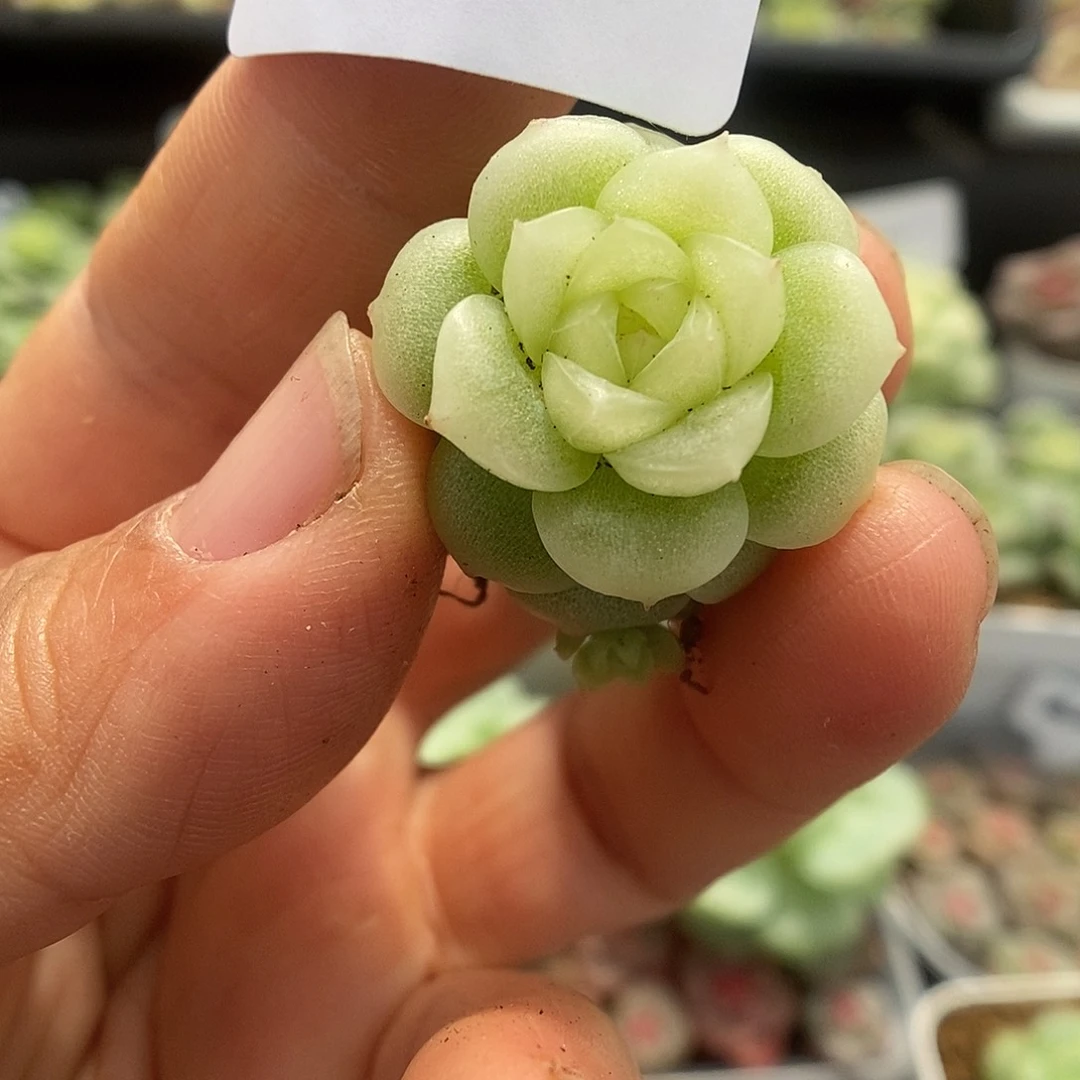 一物一拍一物一拍925-962