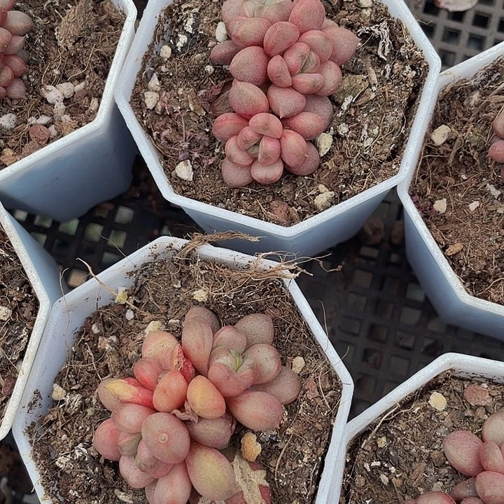 八角盆三头小葡萄带盆