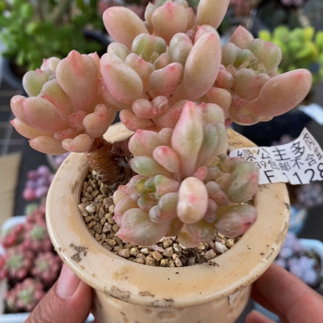 1128比尔盖茨8cm多肉