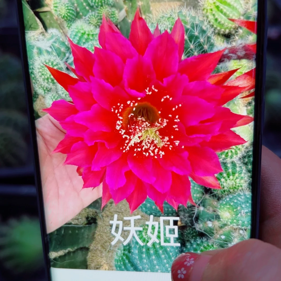 下76彩草妖姬歪无根侧芽5公分左右20包邮