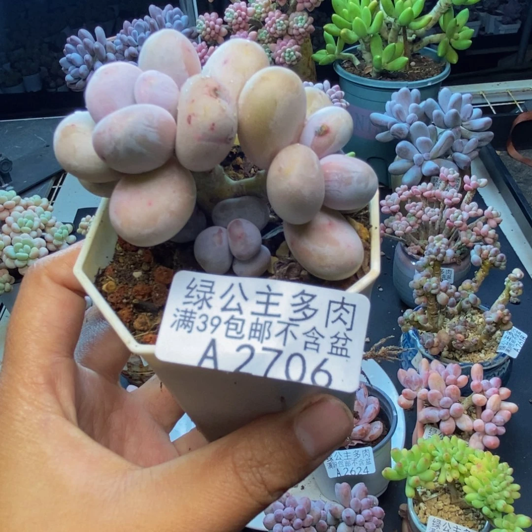 706水光针多肉5c m