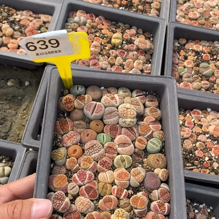 M****n639生石花小苗