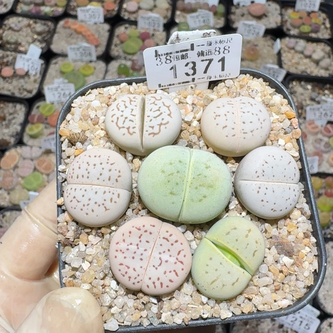 zzz精品也福利1371