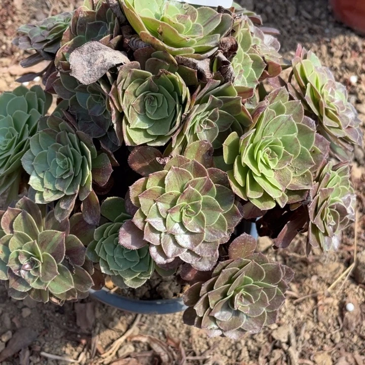 无花朵273多肉植物花月夜