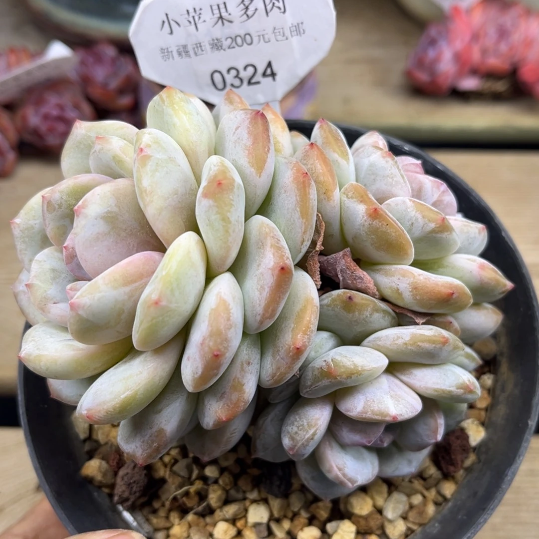 黄底紫心324/11cm3头