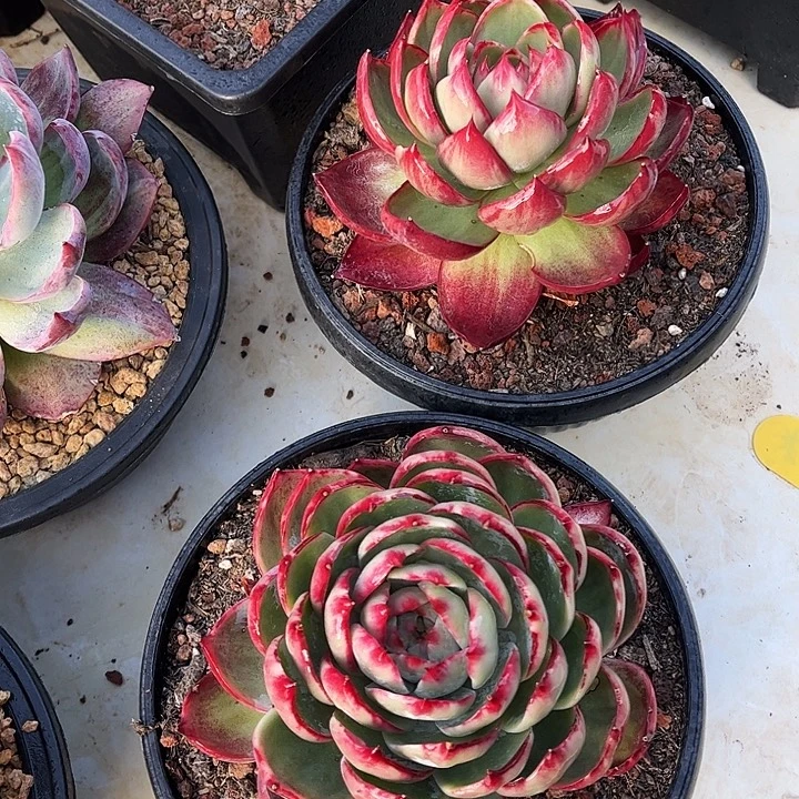 惊鸿仙子一物一拍，2颗