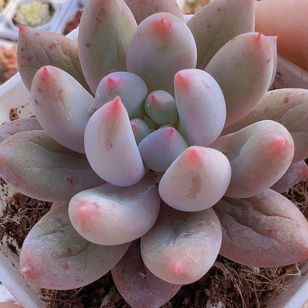 所罗门19包邮多肉