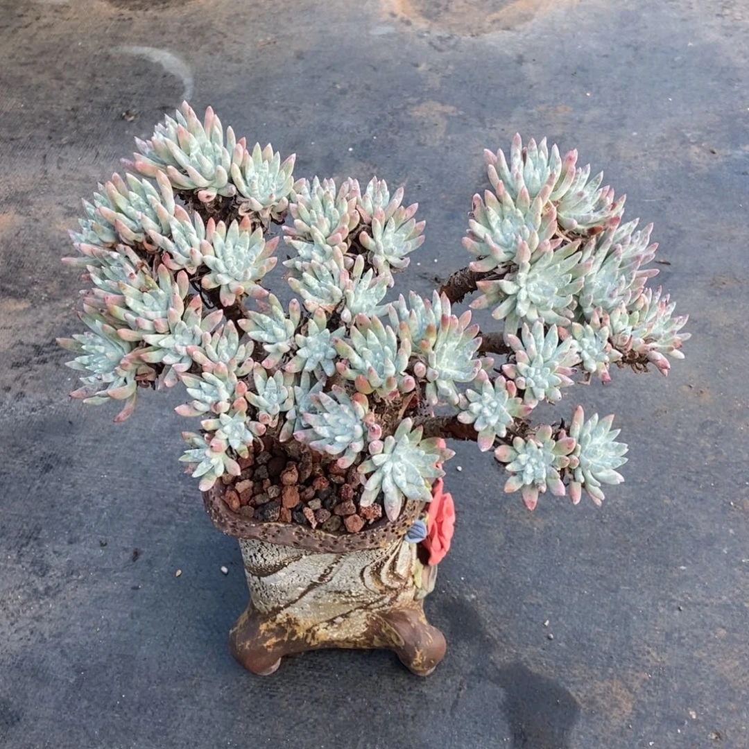 白鹭多肉植物啦啦啦