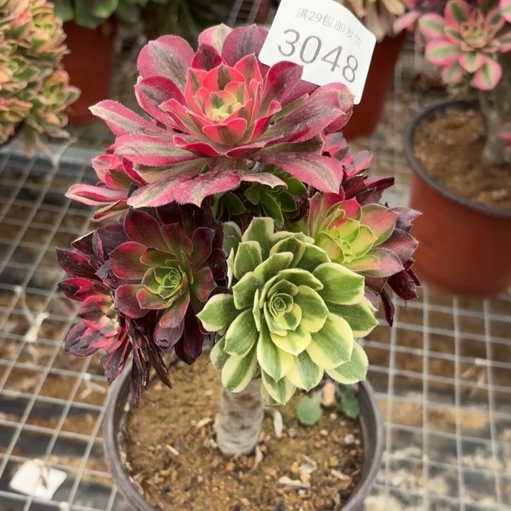 七彩树多肉法师3048