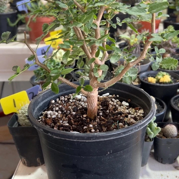 滔天橄榄带盆111111