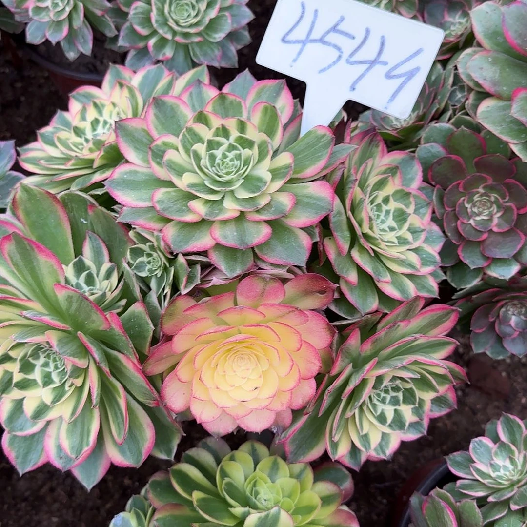 4549海仙多肉法师多肉法师