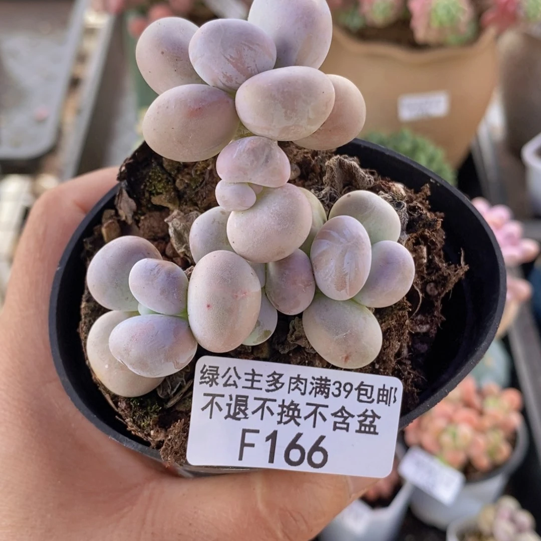 芭比奶洛6cm166多肉