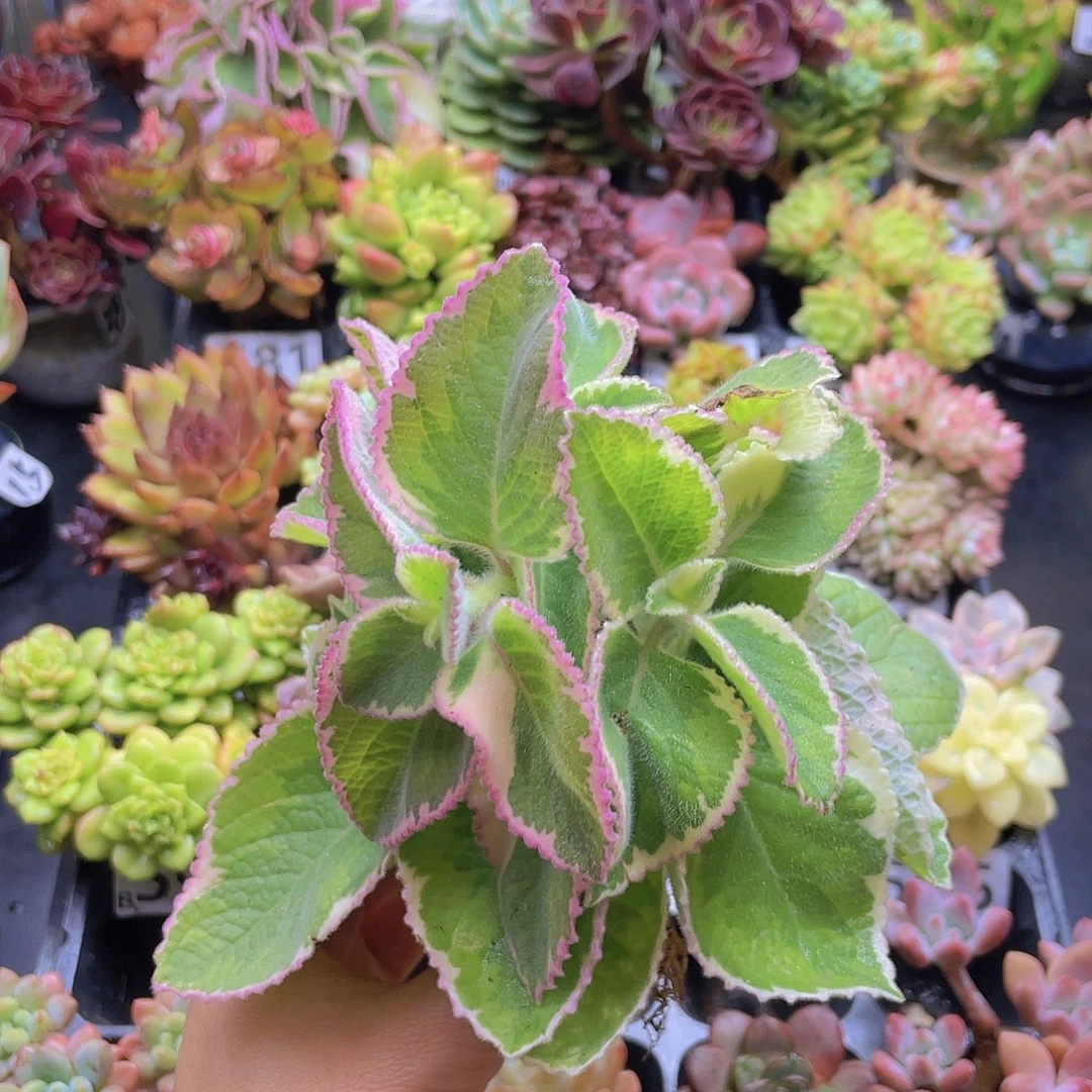最***使花钱花钱花钱就去花钱