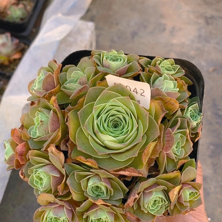 山地玫瑰完美捧花042