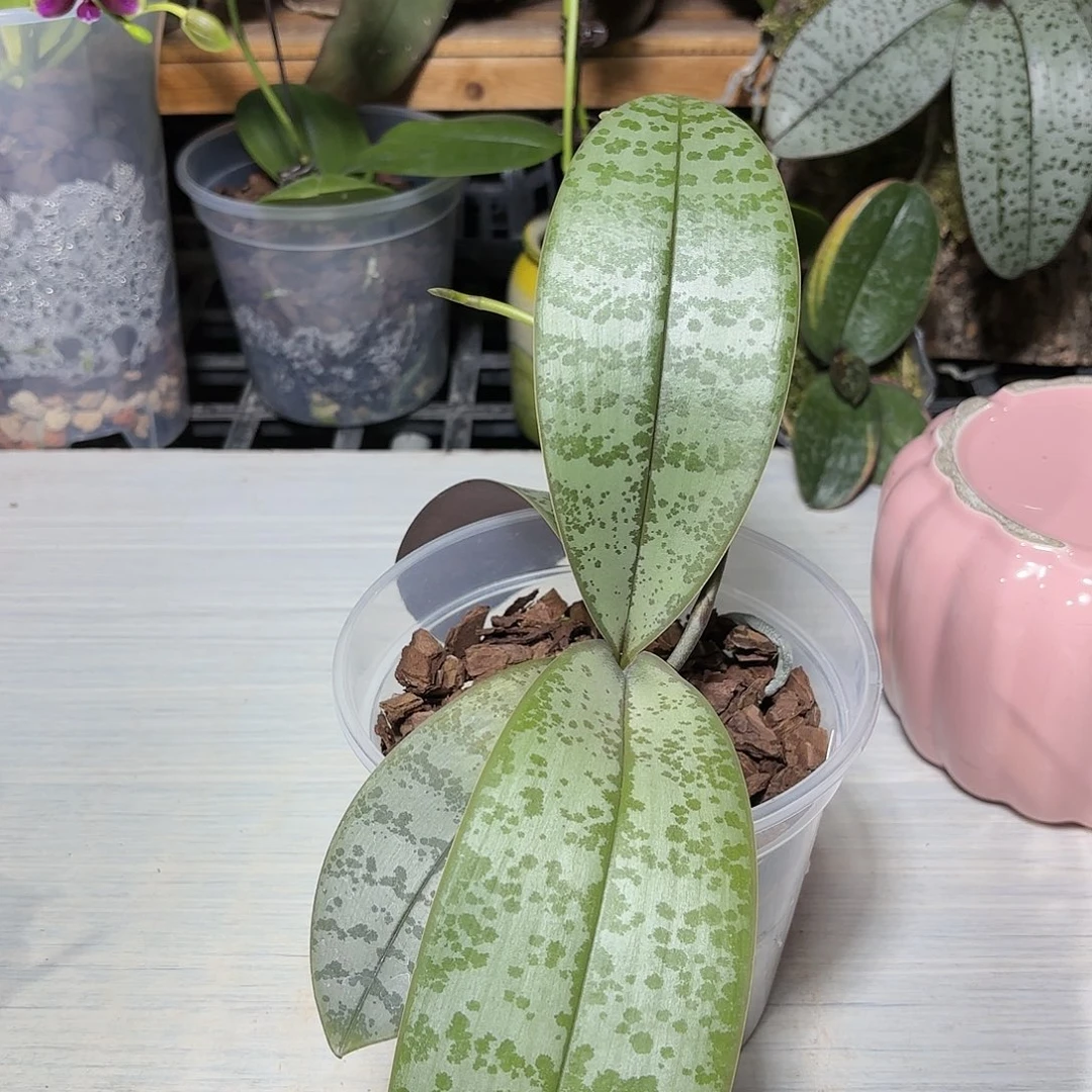 刘***歌当前无花栽培后可以开花