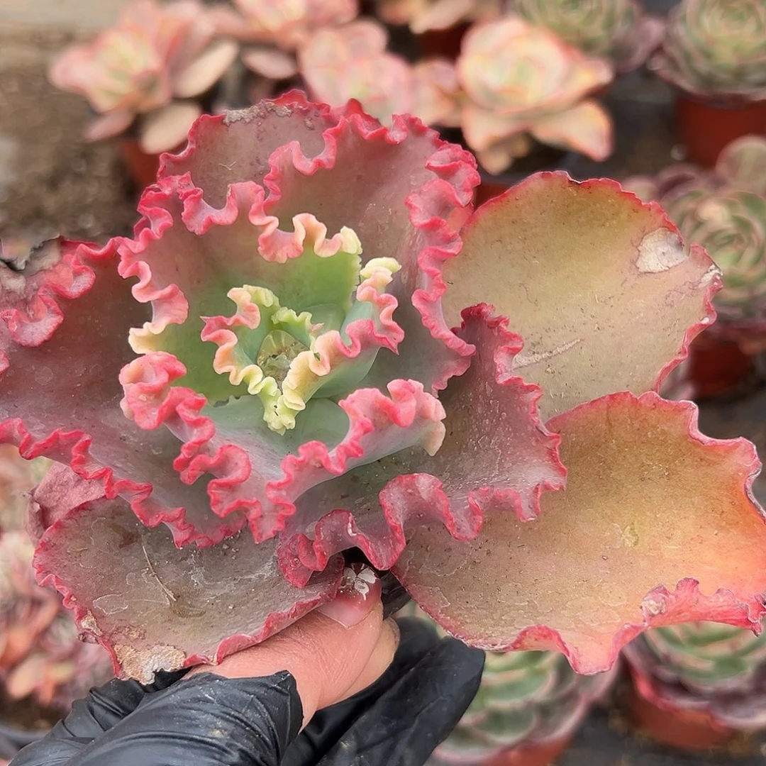 多肉植物女王花笠