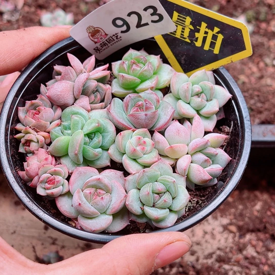 多肉植物多肉植物