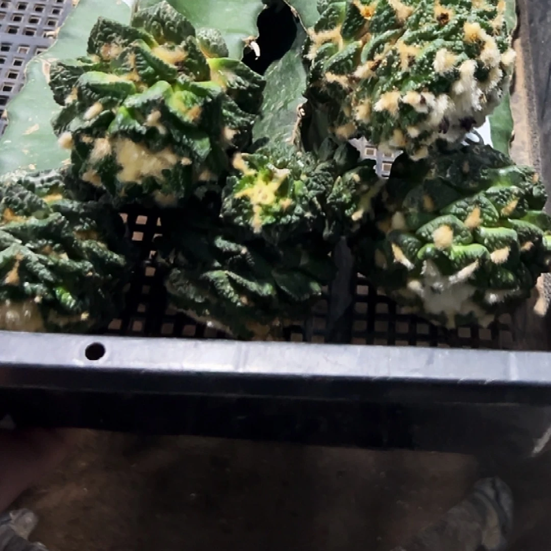 无花朵福利五颗练手牡丹557
