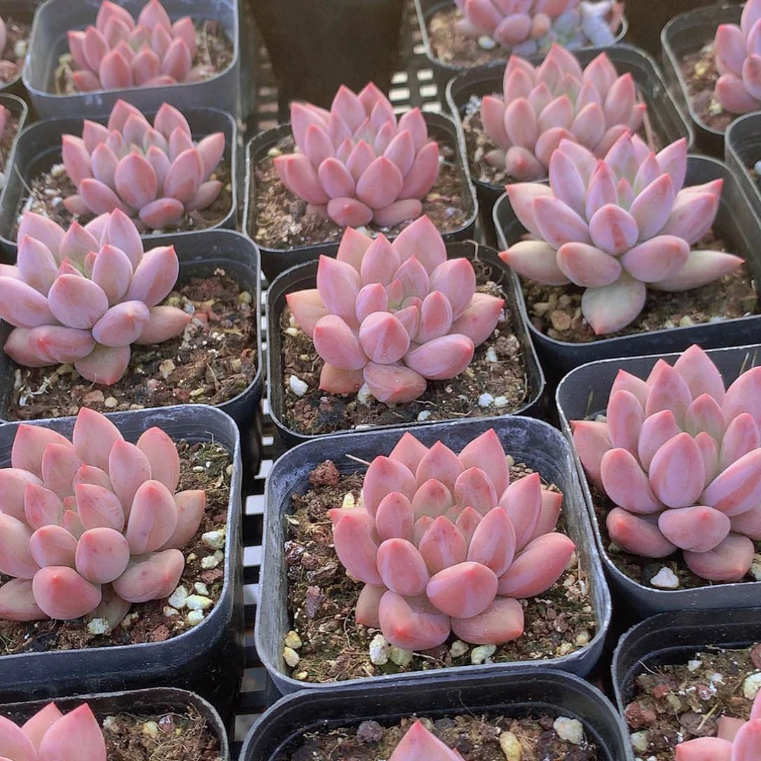 两颗胖体水晶球34567889999