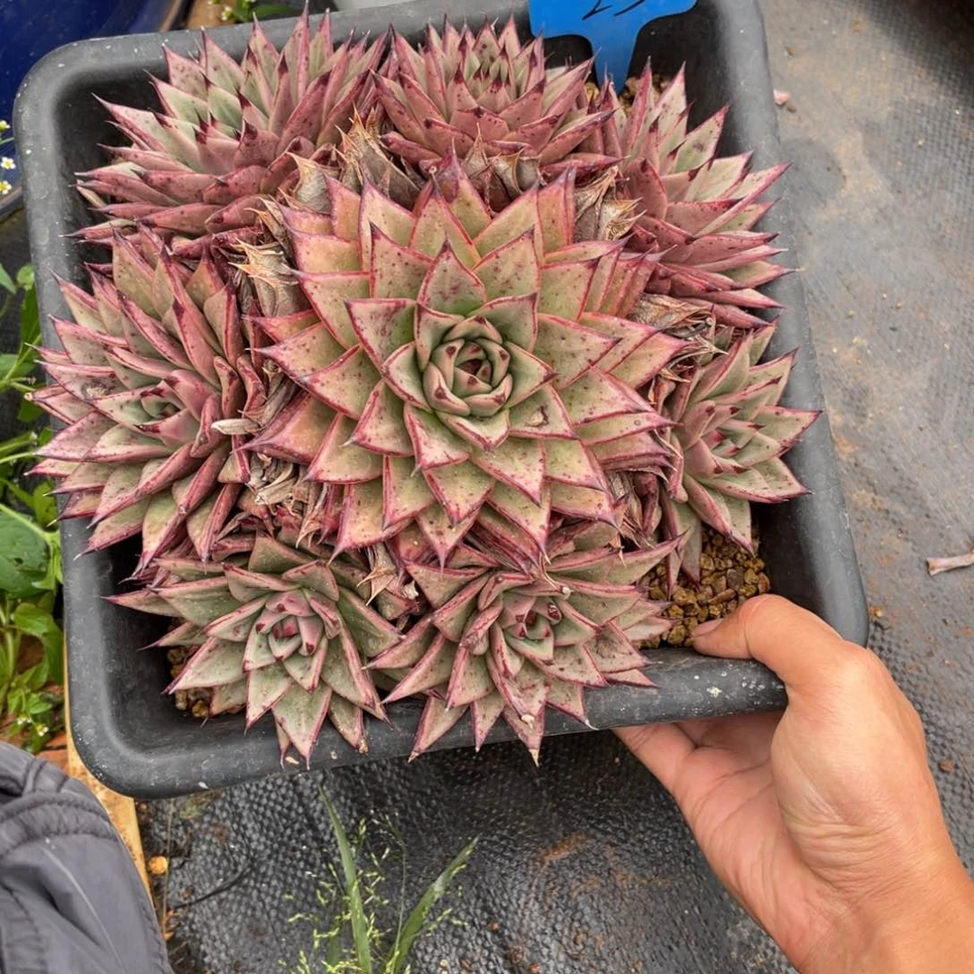 ℡****头0023东云多肉植物
