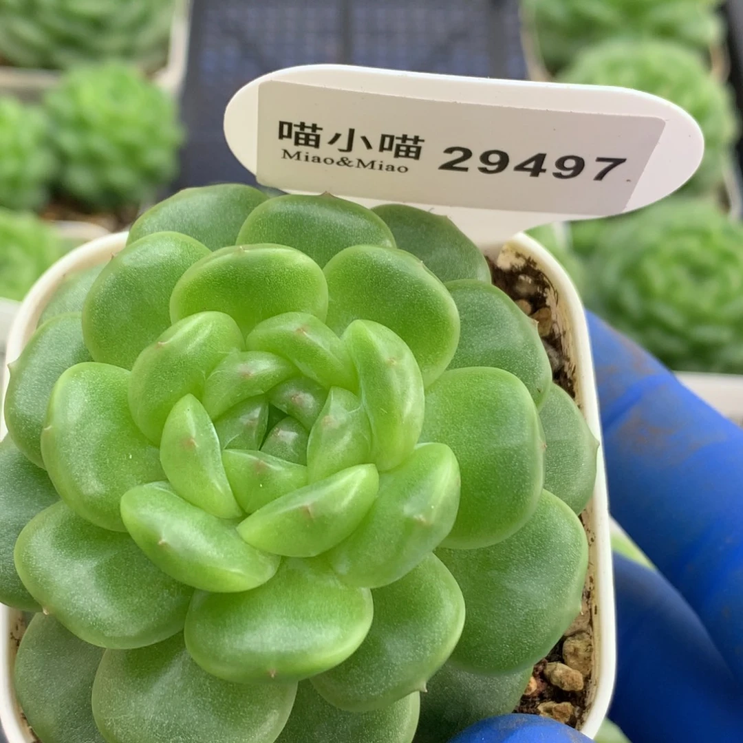 多肉植物杂交珍妮