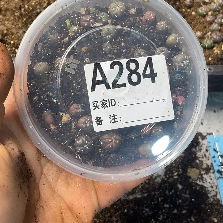 完全开放284兜一份