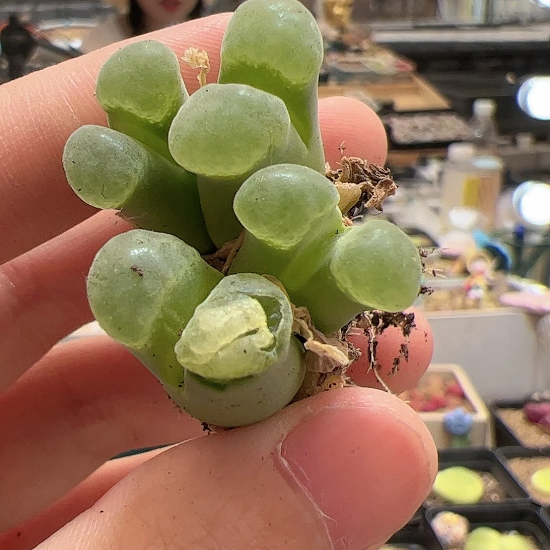 【闪购商品】31 端午福利