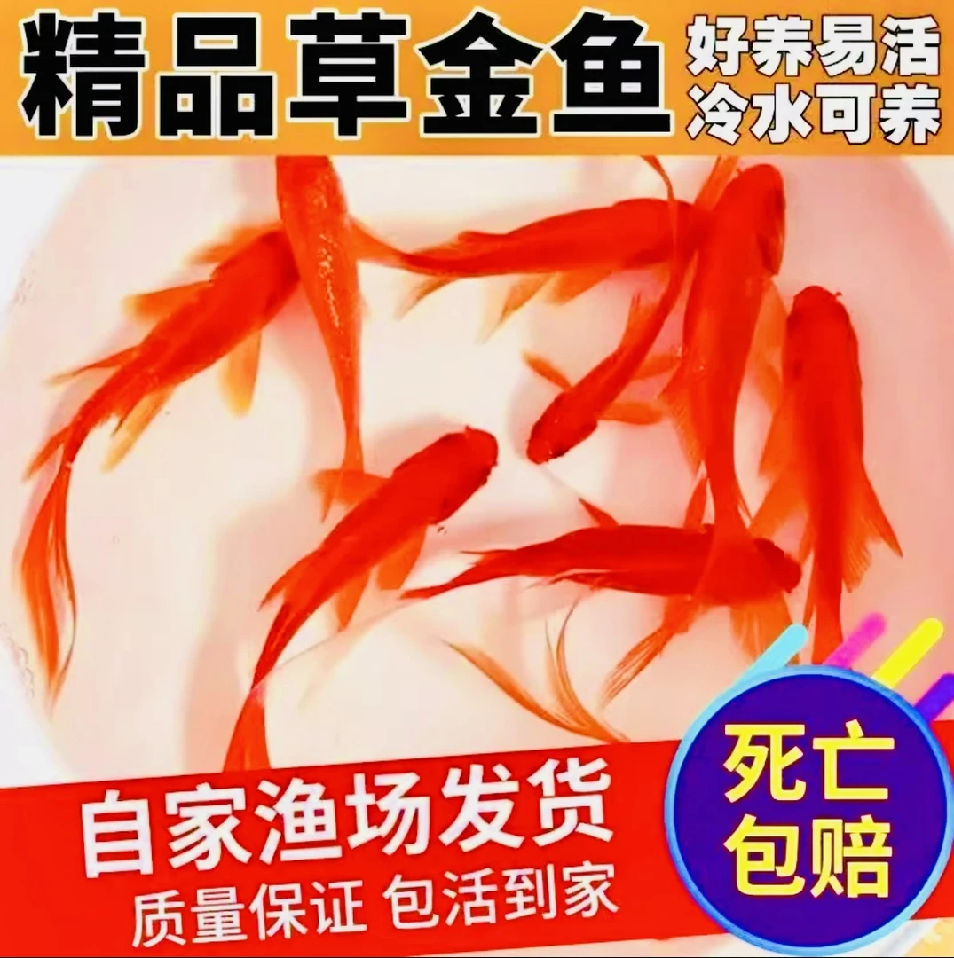 9条草金鱼6-9cm海棠红闯缸活鱼冷水鱼红鱼淡水鱼好养耐活观赏鱼
