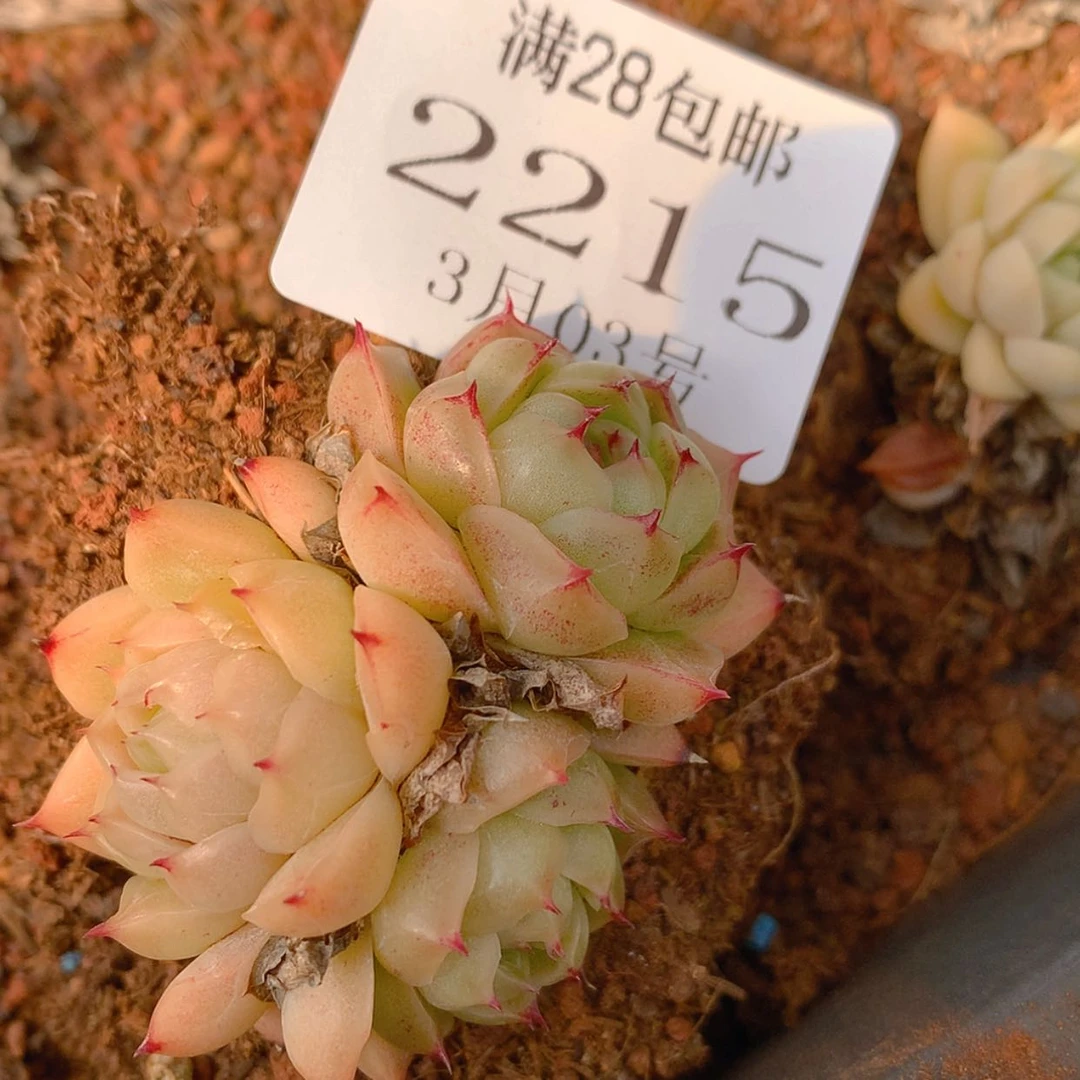 【闪购商品】云2215