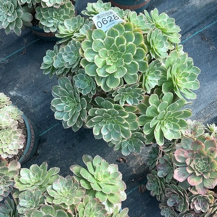 月***徭0628莲花座多肉植物