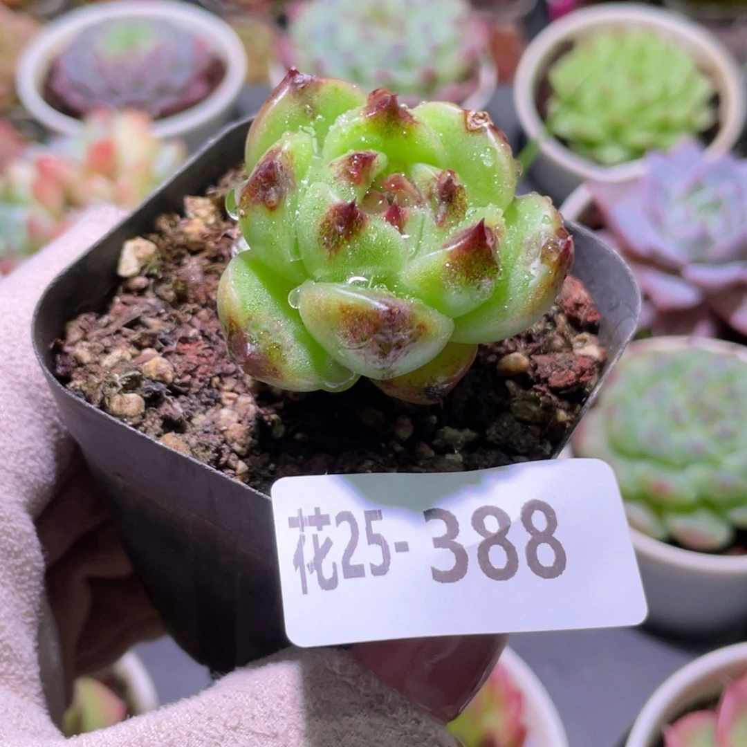 花利美25-388黑玫瑰女王