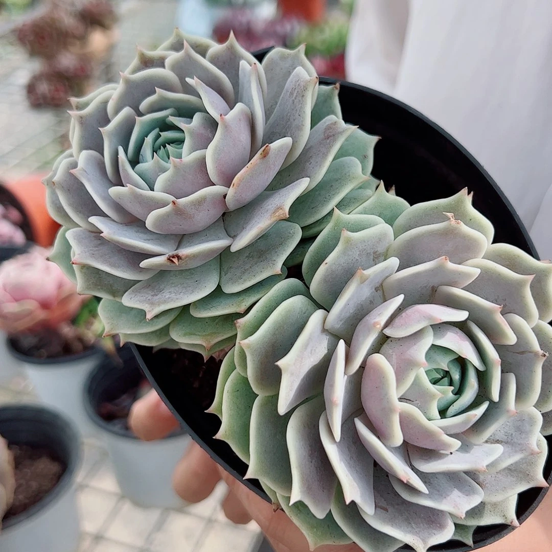 露娜莲 双头起发
