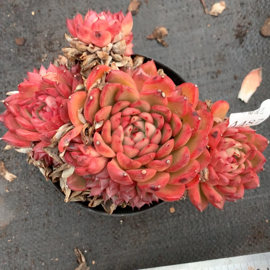 4487杂交多肉植物