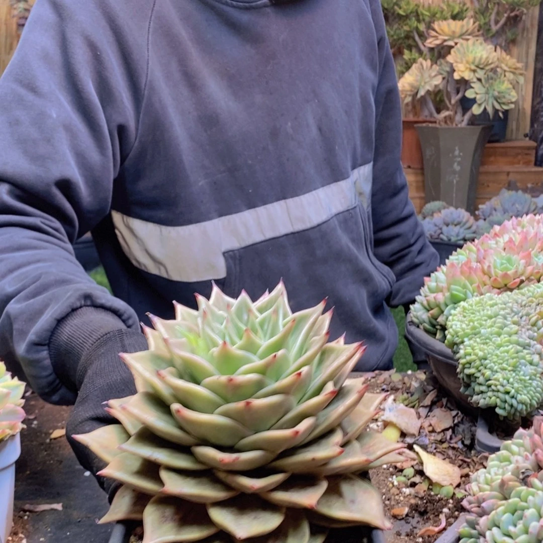 用****8C131号星星锦多肉